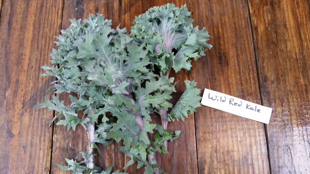 Wild Red Kale Wild Red Kale