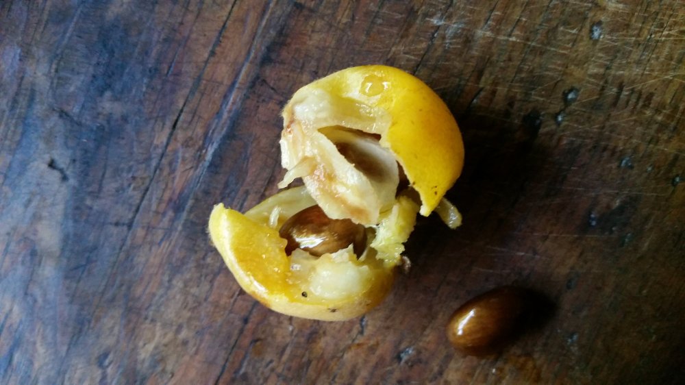 Loquat mulberry cobbler 3