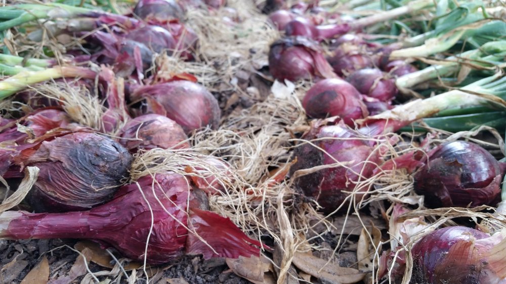Onion harvest 1