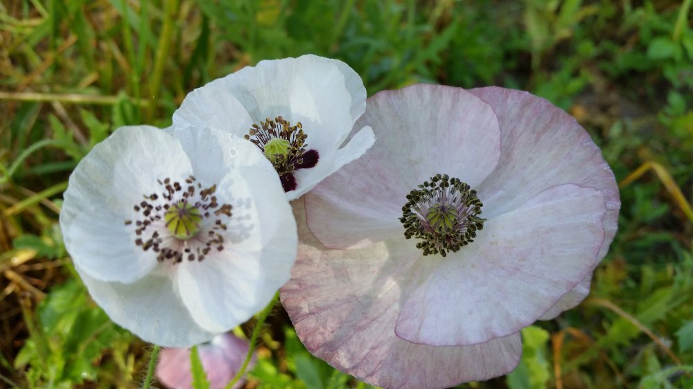 Poppies 4