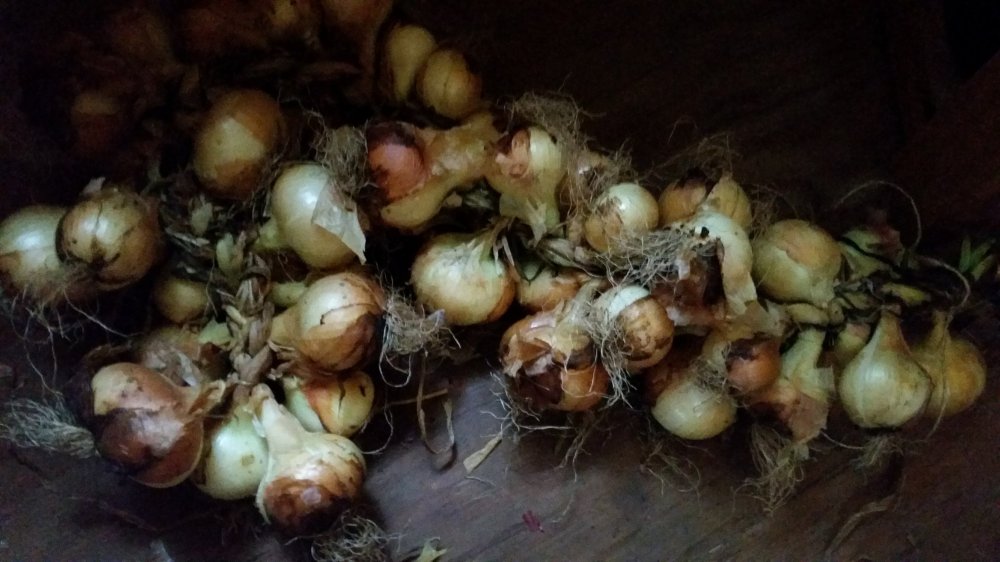 Onion harvest 2