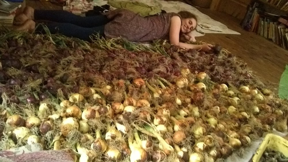 Onion harvest 3