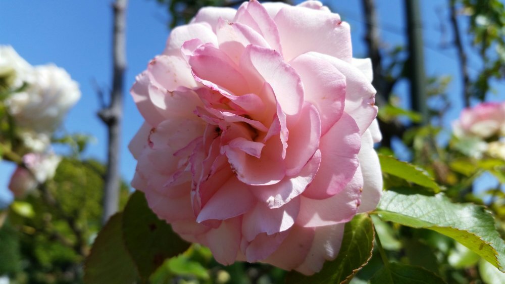 Pale pink rose Rose 4