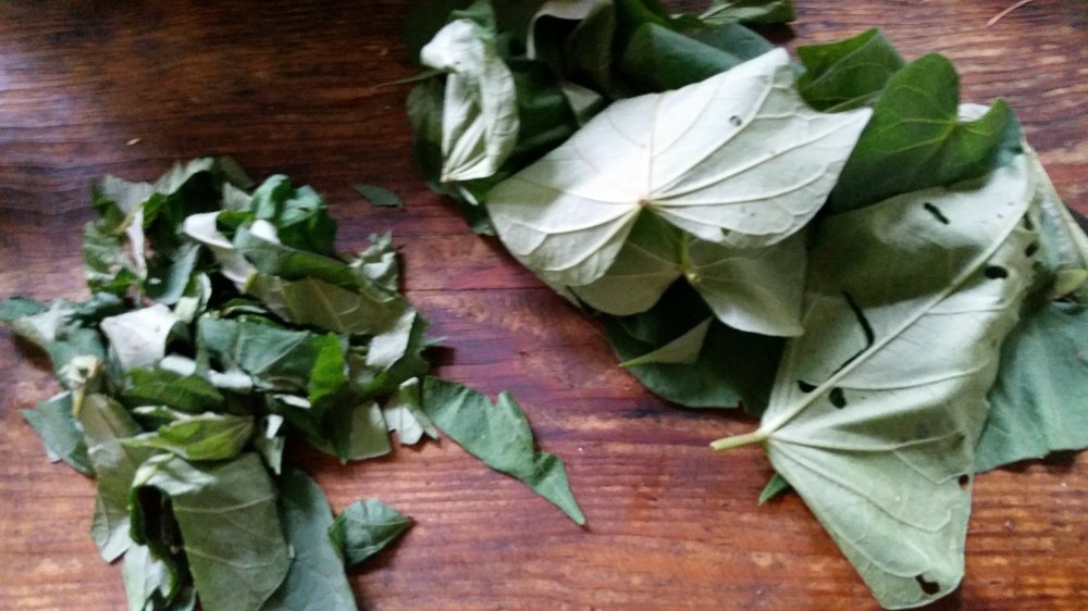 Sweet potato leaves