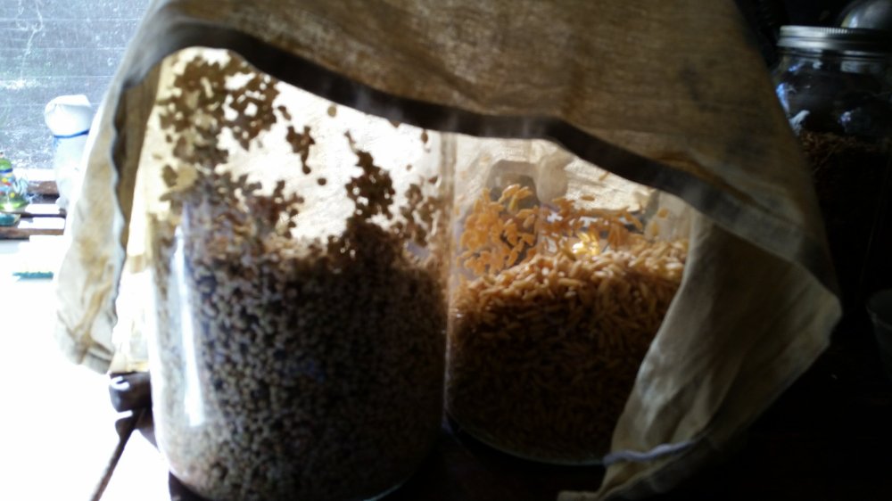 Sprouting 3 Sprouting 3