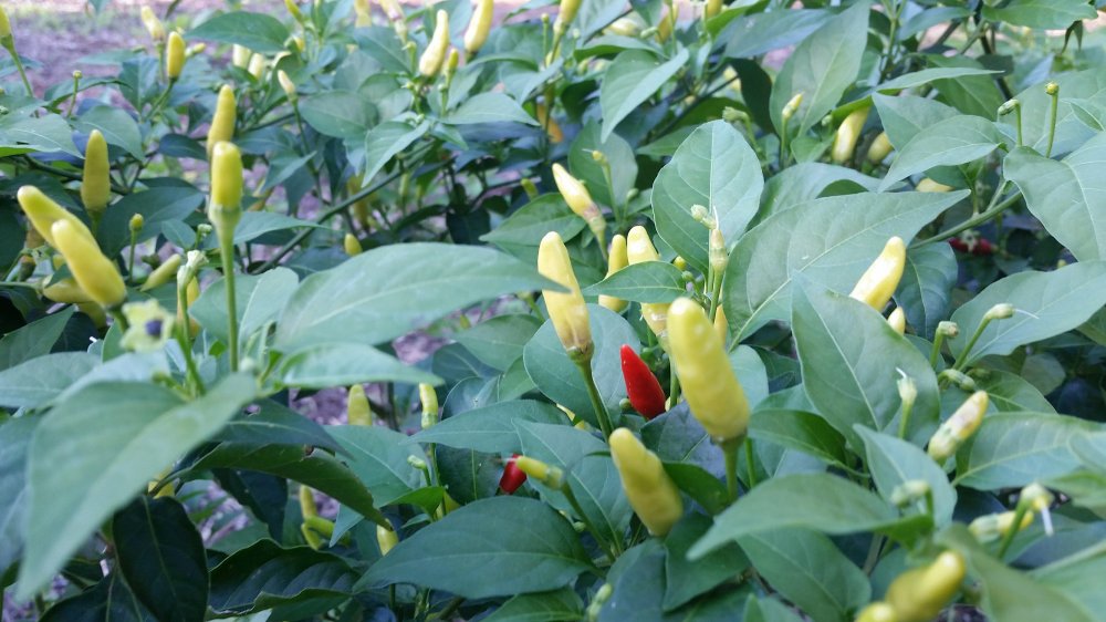 Hot peppers Hot peppers