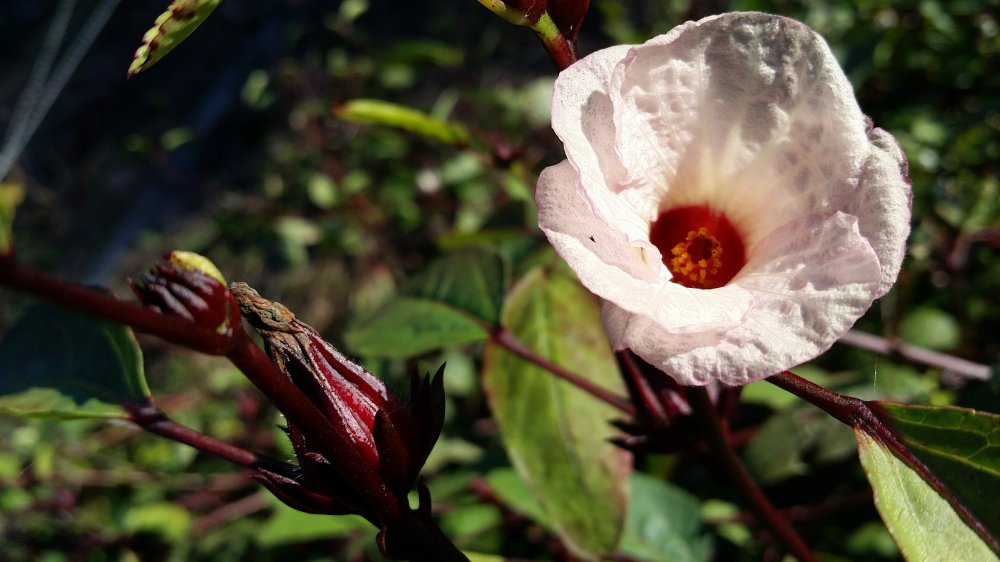 Roselle Roselle flower