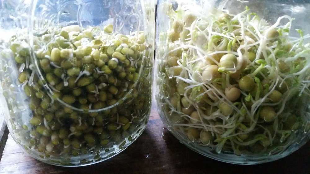 Sprouts 2 Sprouts 2