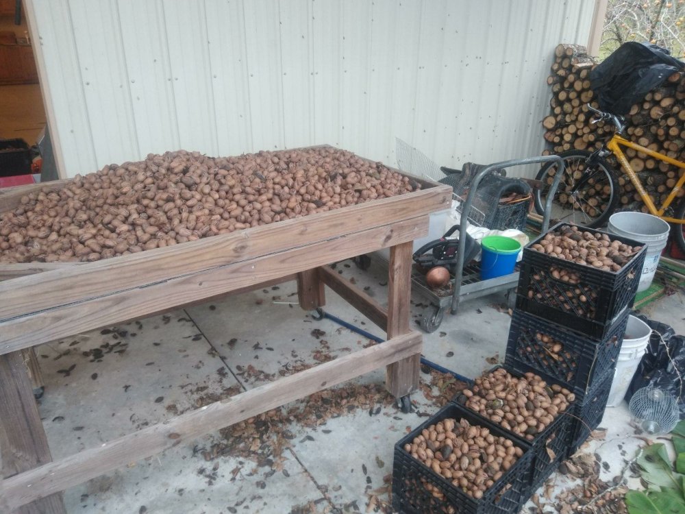 Pecan sheller