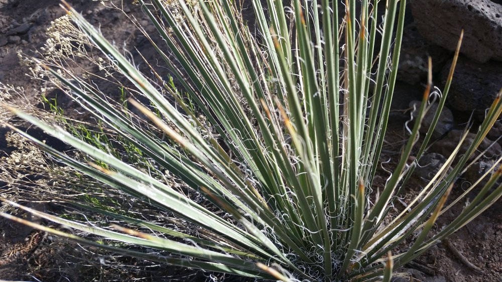 Yucca