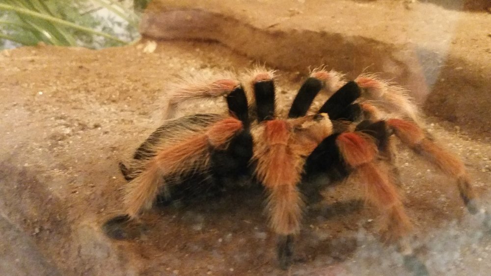 Tarantula