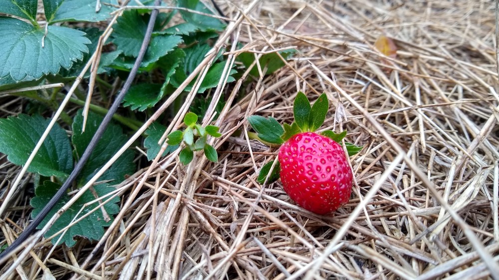 Strawberry plant