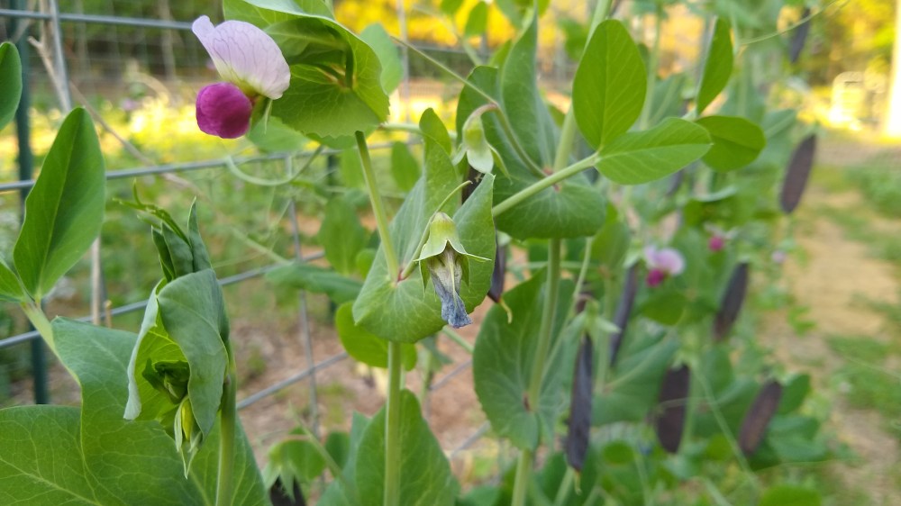 Carruther's Purple Pod