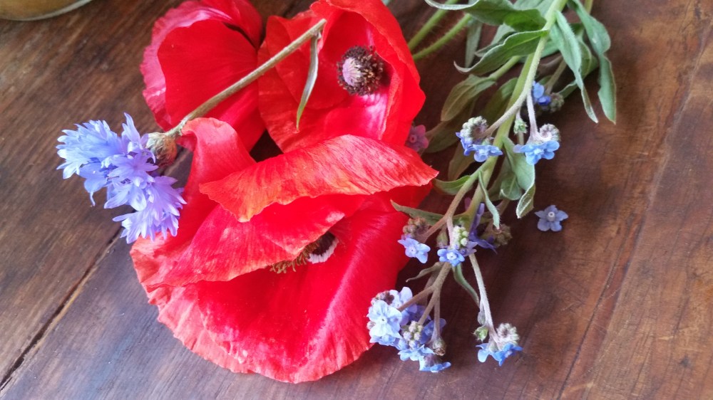 Spring poppy flowers