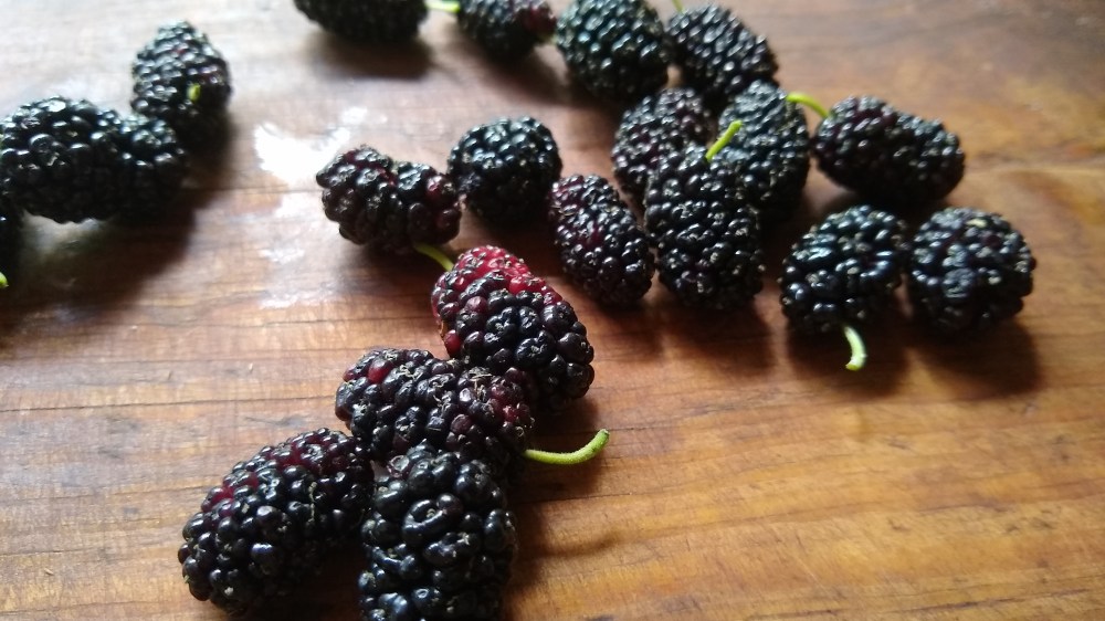 Mulberry custard pie 1