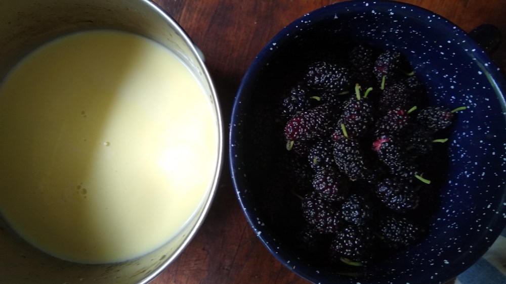 Mulberry custard pie 3