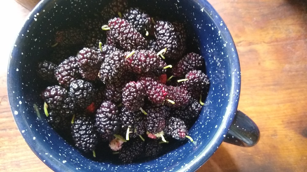 Mulberry custard pie 4