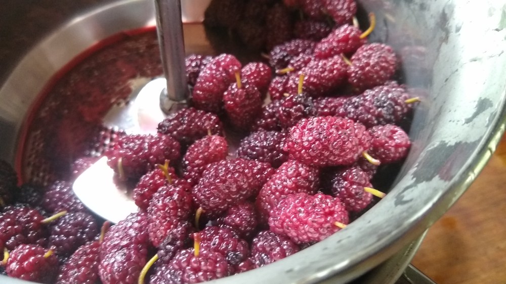 Mulberry custard pie 7