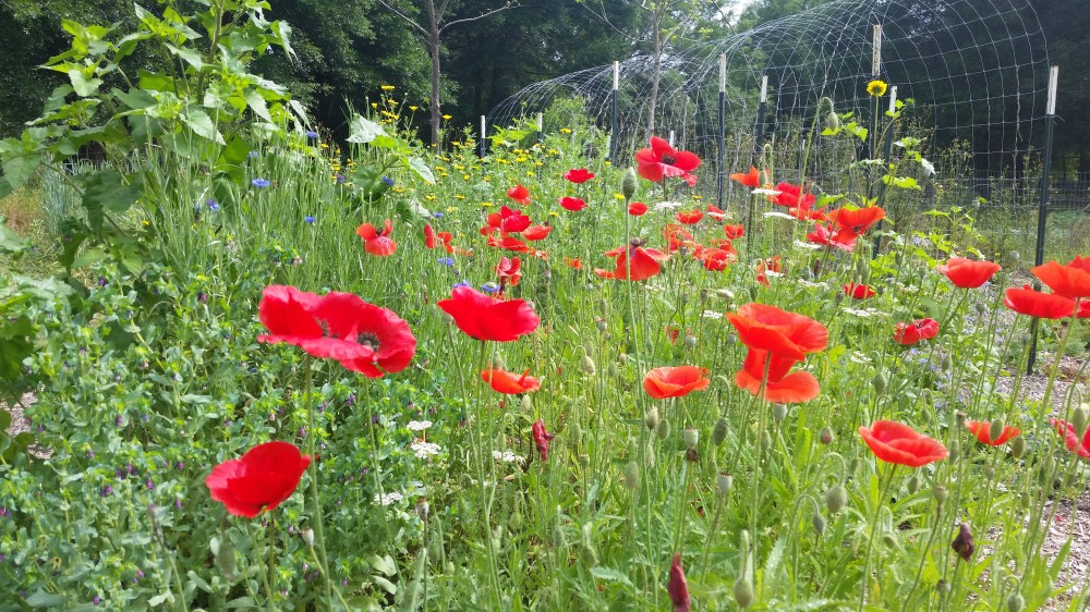 red poppies