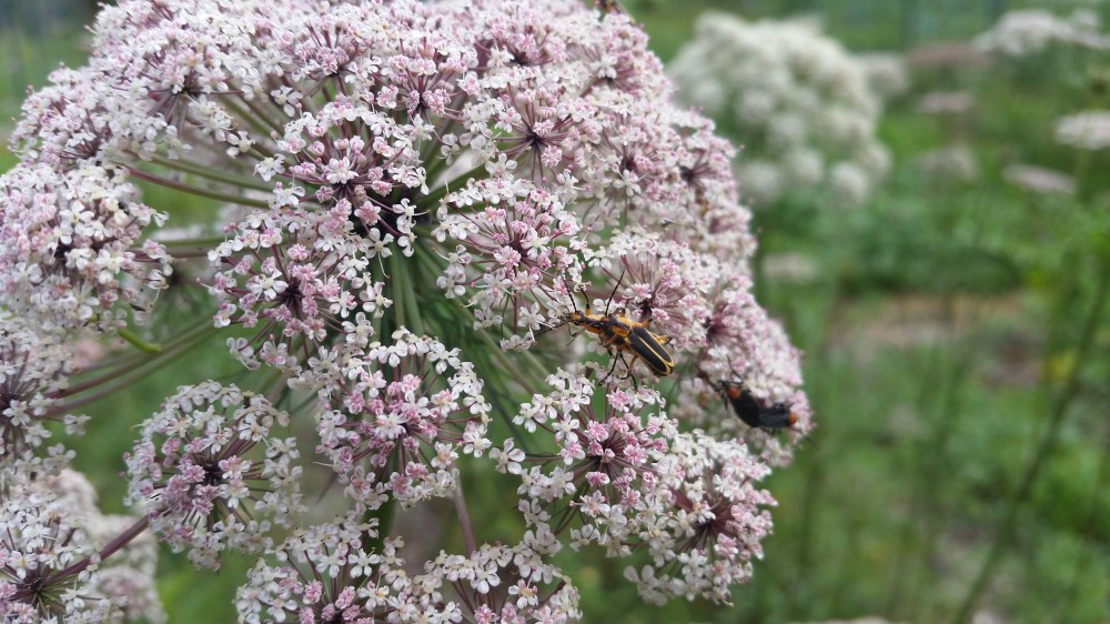 purple carrot flowers