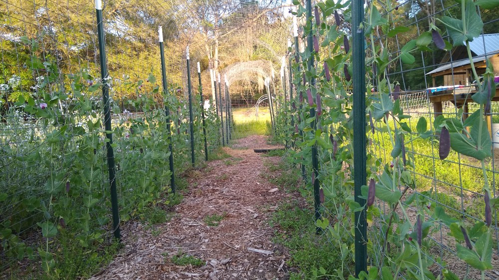 Carruther's purple pod pea