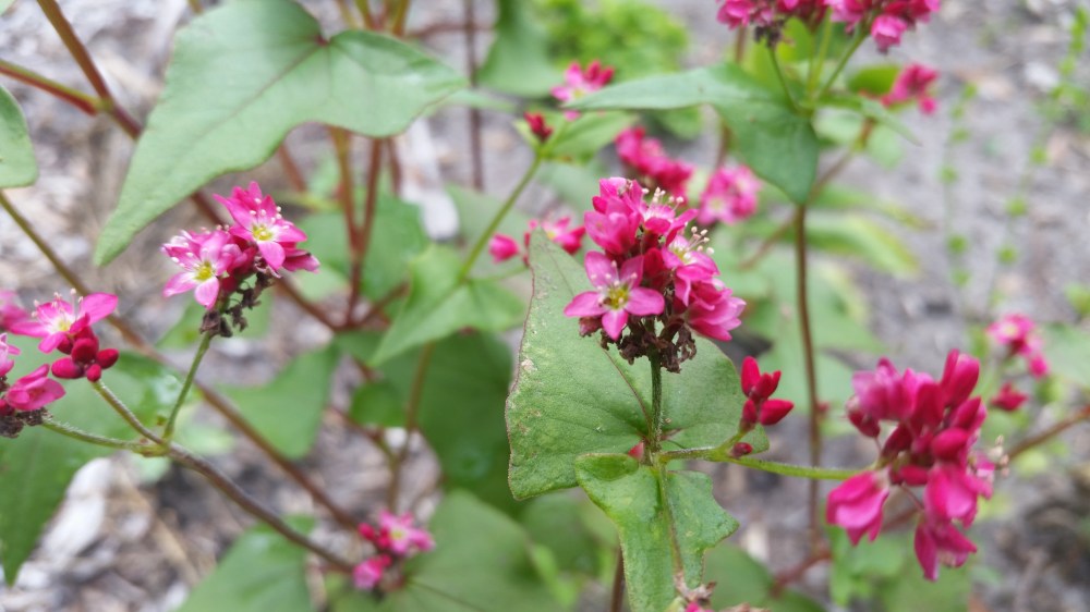 Takane red buckwheat