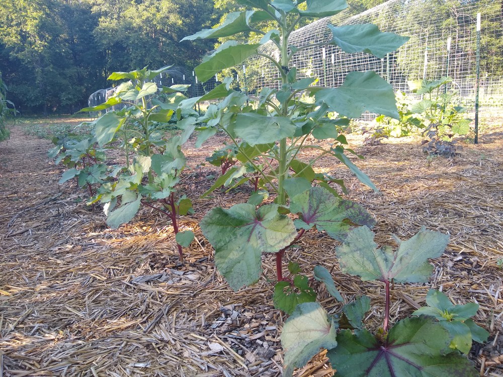Okra and sunflowers