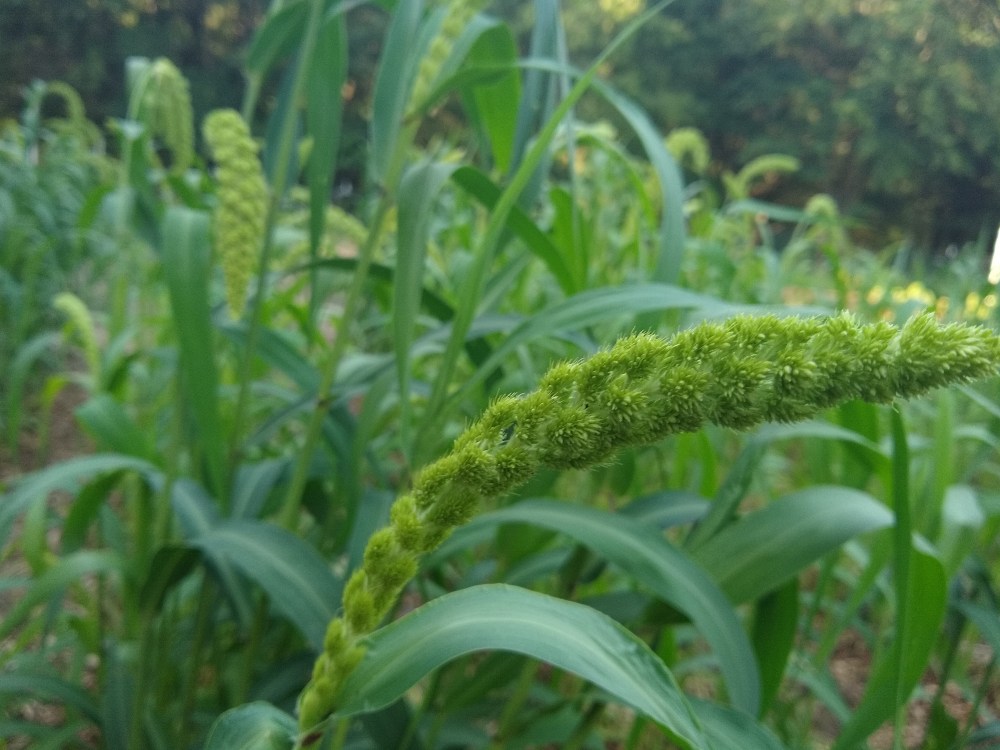 Foxtail millet