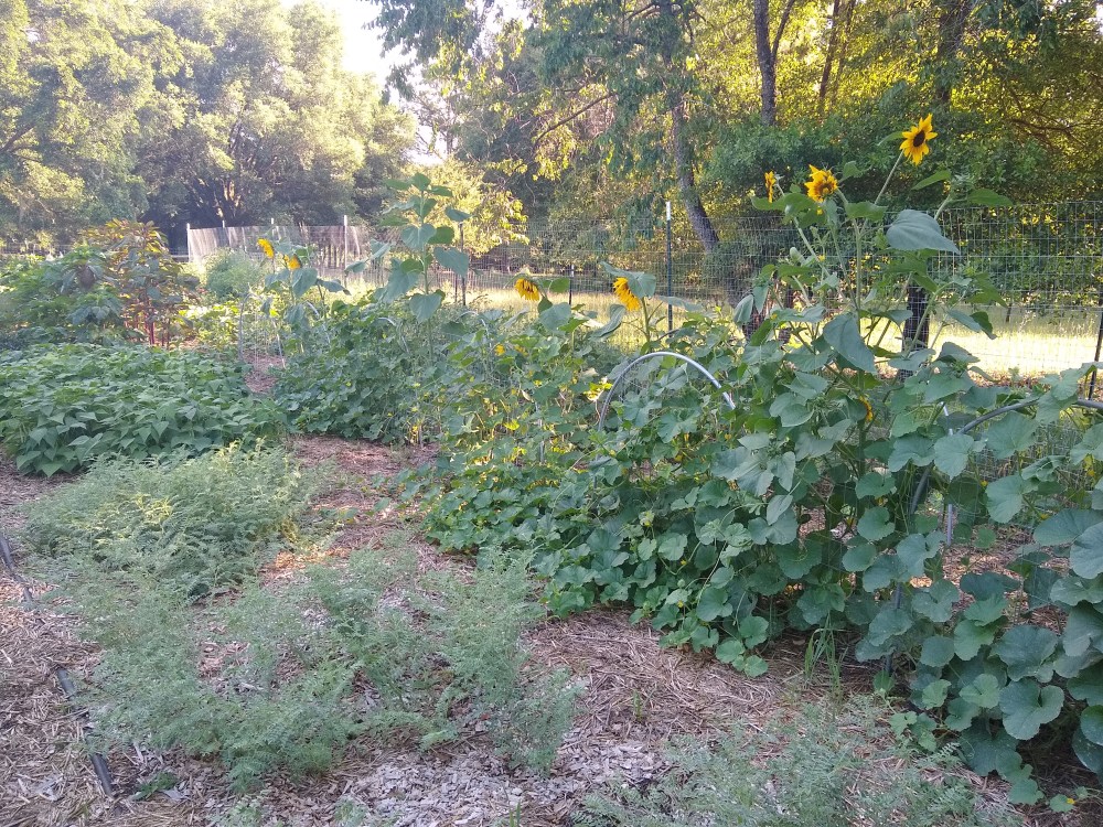 Melons and sunflowers