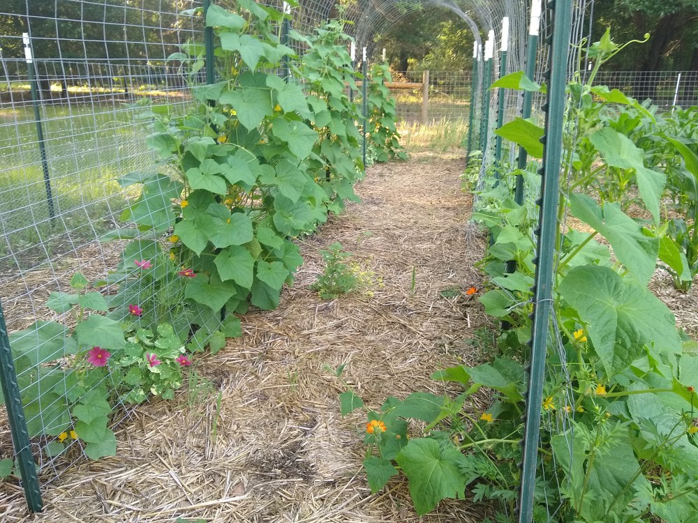 Cucumber trellises 16