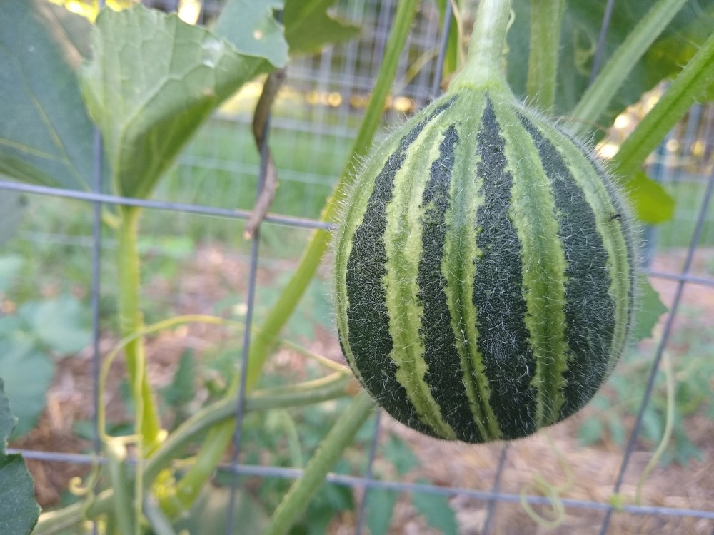 Kajari melon