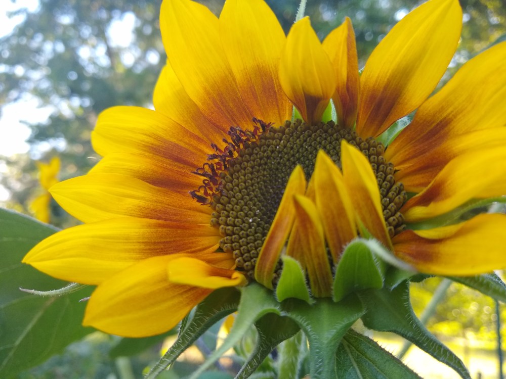 Sunflower