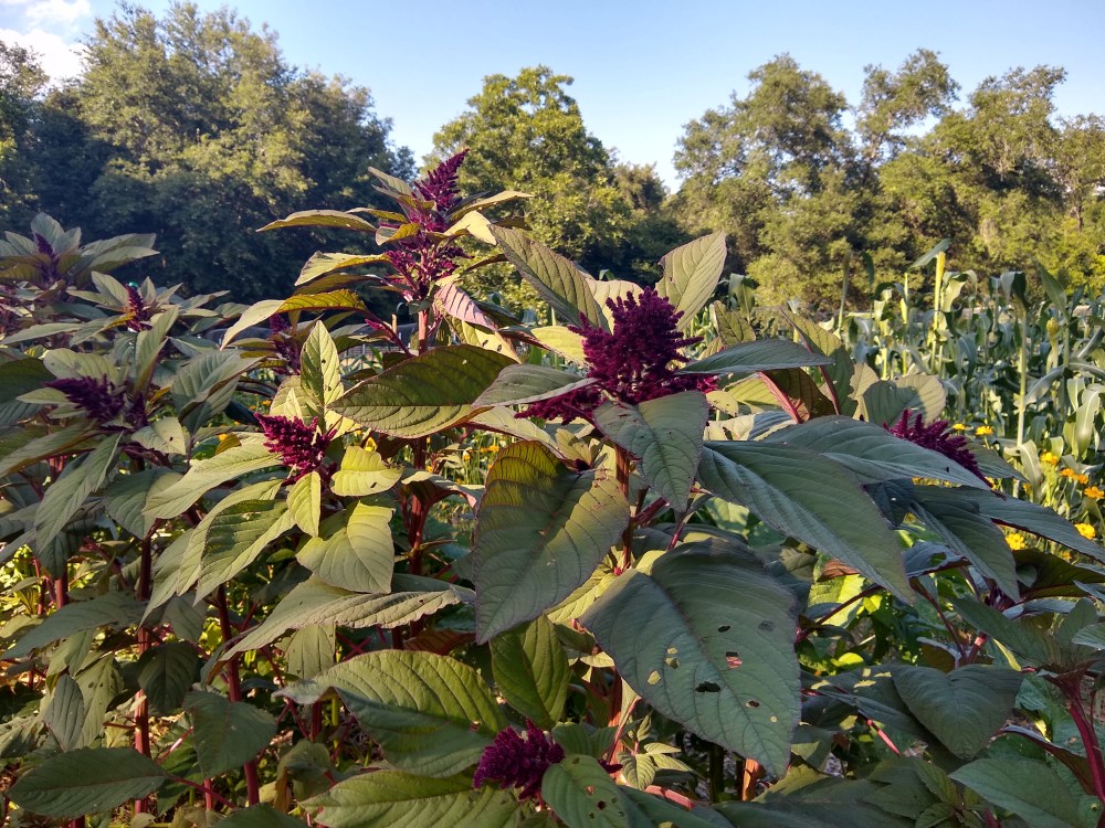 Mayo Indian amaranth