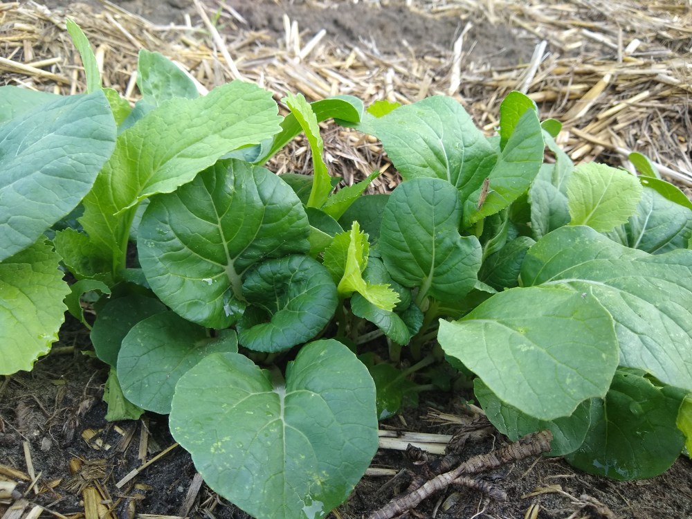 mustard greens summer 2021