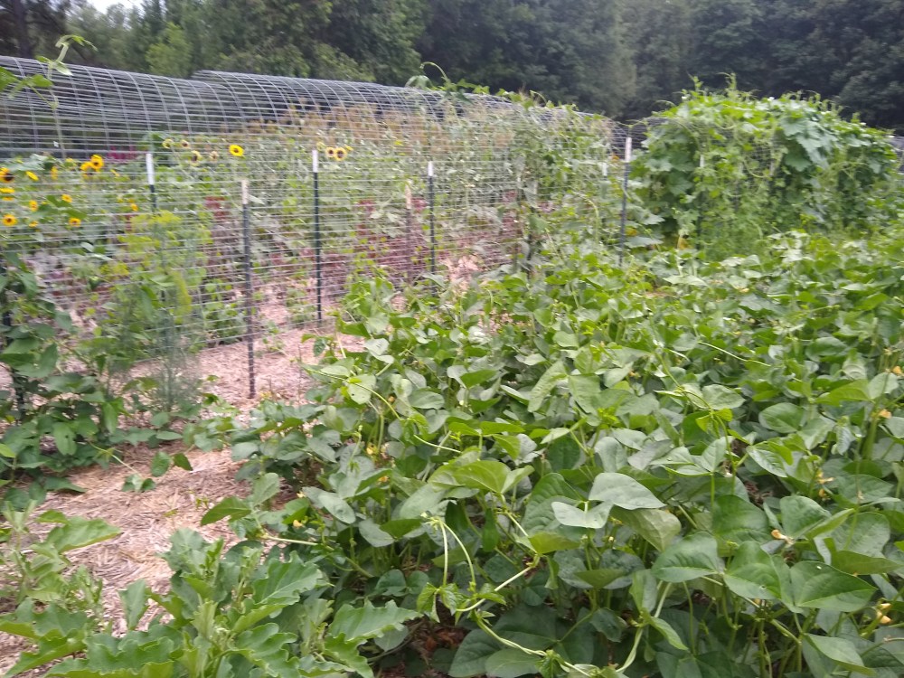 Gourd trellis