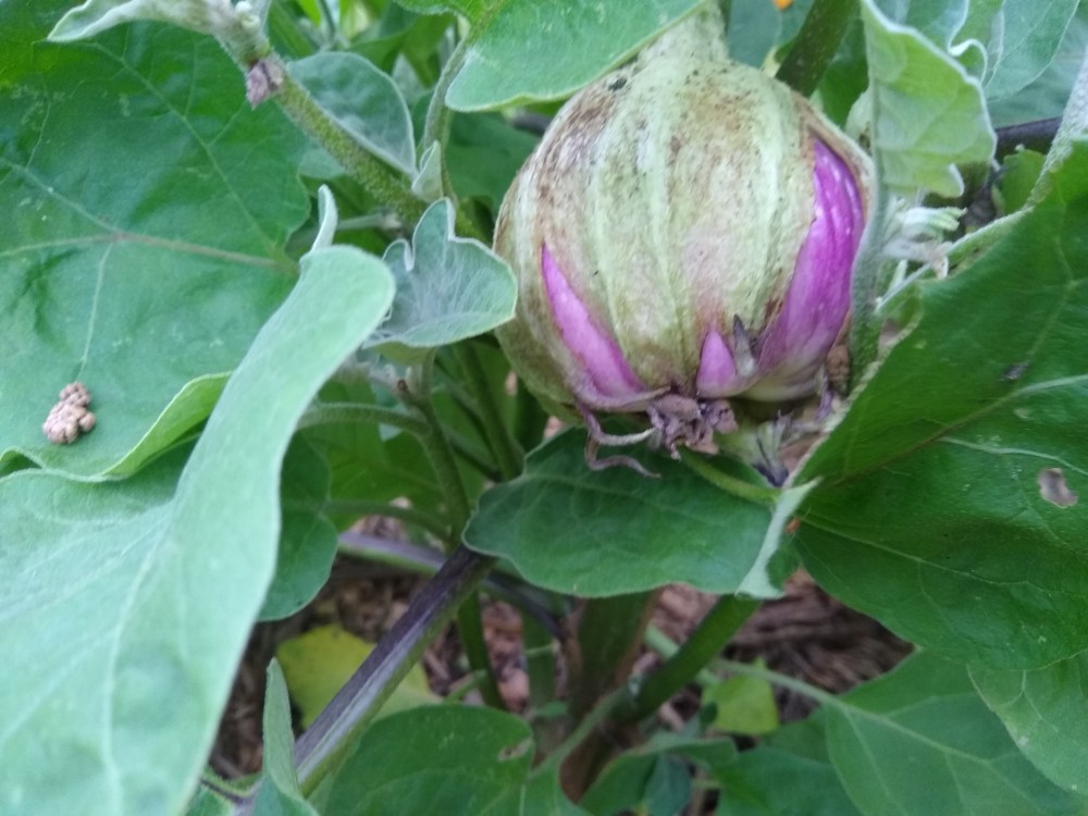Rosa Bianca eggplant