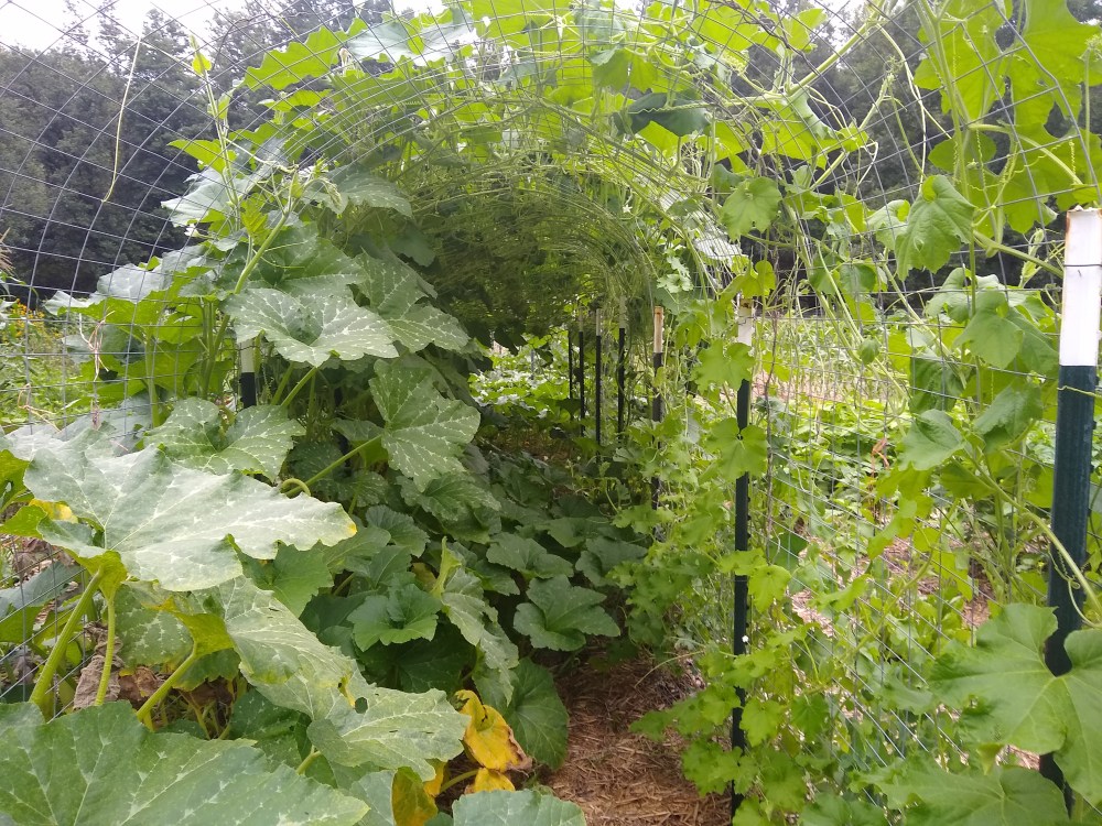 Gourd tunnel 2
