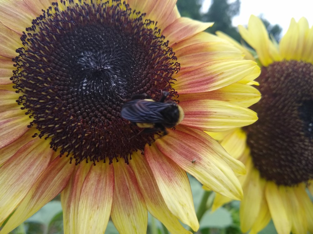 Strawberry lemonade sunflower
