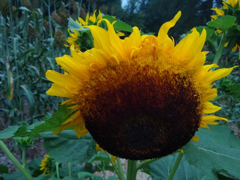 Sunflower 3