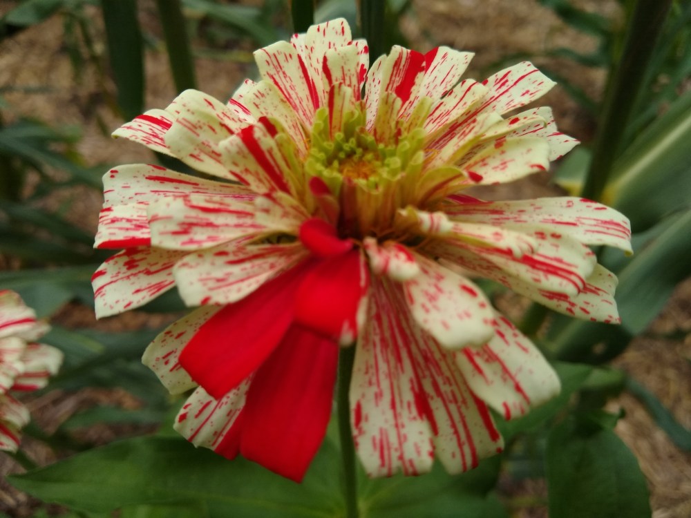 Candystick zinnia