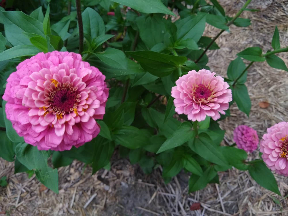 Oklahoma pink zinnias