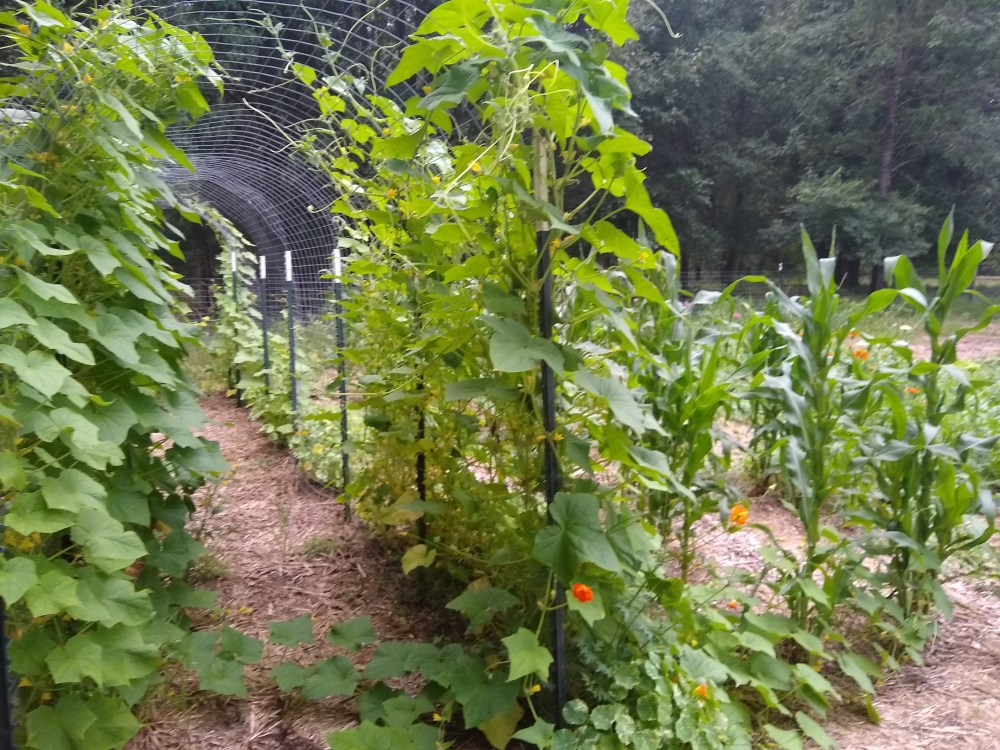 Cucumber trellis 2