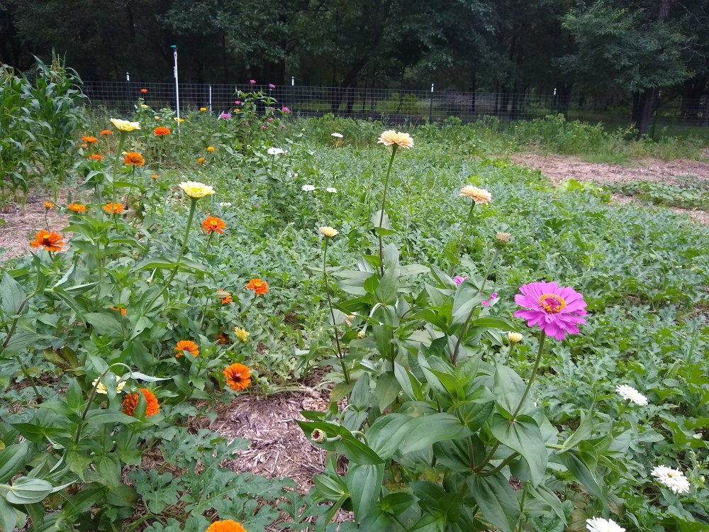 Watermelon/baby corn patch