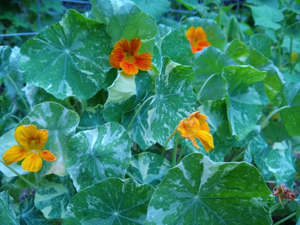 Varigated nasturtium