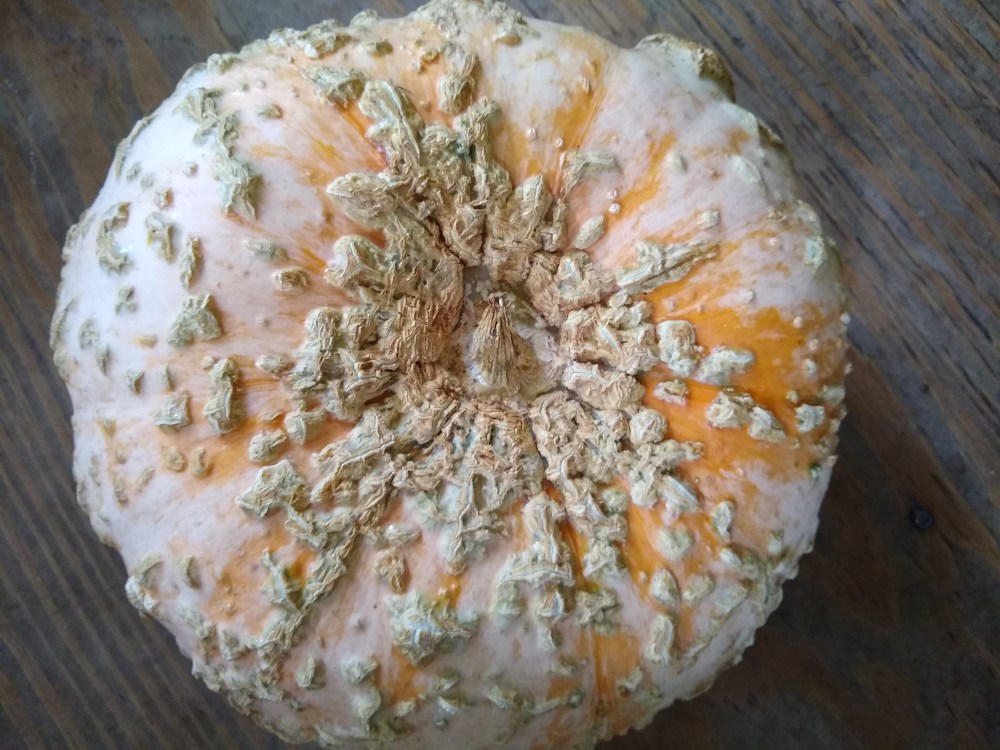 Galeux pumpkin