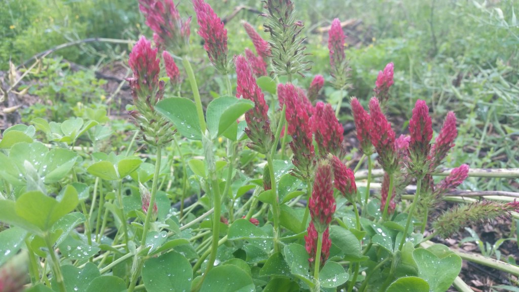 Crimson clover
