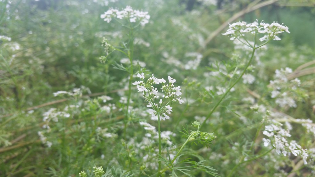 Cilantro flowers