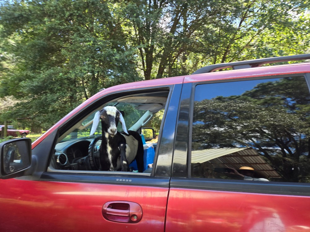 goat in a car