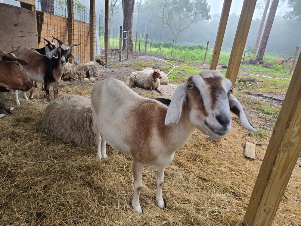 Goats and sheep